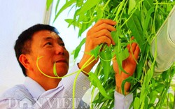 “Bí kíp” trồng rau sạch từ xơ dừa với chế độ chăm sóc tự động