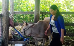 “Tín dụng đen” khuấy đảo buôn làng