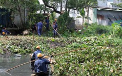 Kiểm soát bèo tây bằng... bọ