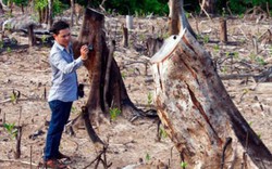 Chuyện lạ ở Quảng Nam: Phá rừng phòng hộ để... trồng rừng?