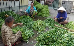 Rau muống trồng sạch, đầu ra mới thông