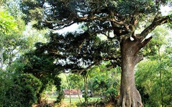 Chiêm ngưỡng cây muỗm hàng trăm năm tuổi ở Nghệ An