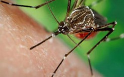 Phát hiện thêm một người Việt Nam nhiễm virus Zika