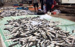 Cá chết ở Thanh Hóa: Loại trừ nghi vấn súc rửa đường ống dẫn dầu?