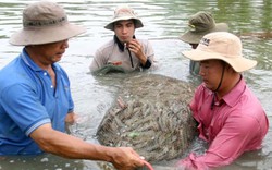 Tôm Việt Nam kỳ vọng thành thương hiệu hàng đầu thế giới