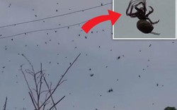 Bí ẩn hàng ngàn con nhện từ "trên trời rơi xuống"