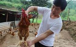 Trại gà "tiến vua" hàng nghìn con của chàng trai xứ Lạng