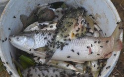 Nghệ An: Cá chết hàng loạt trên sông, dân hoang mang
