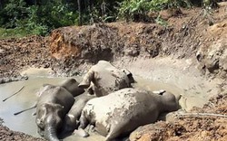 Tính nhầm độ sâu hố bùn, 7 voi lùn chết thảm