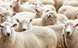 Làm trang trại dê, cừu ở phố kiếm mỗi tháng 50 triệu đồng