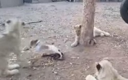 Chó con quyết chiến với 3 sư tử để bảo vệ thức ăn