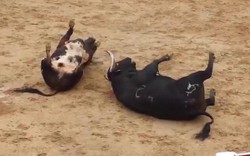 Video: Húc nhau một cú sấm sét, hai bò tót lăn quay chết thẳng cẳng