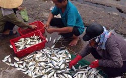 Công bố kết luận về hải sản miền Trung sau sự cố Formosa