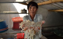 Formosa xả thải độc: Nông dân sản xuất giỏi méo mặt