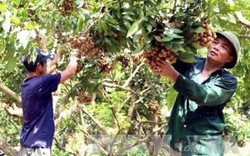 Nhãn muộn Khoái Châu - cây làm giàu cho dân ven sông Hồng