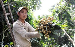 “Lên đời” cho xoài, nhãn chinh phục thị trường khó tính