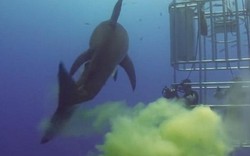 Video: Cá mập "sát thủ đại dương" bất ngờ bĩnh một bãi trước mặt thợ lặn