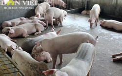 Lợn "Kobe" giá 300.000 đồng/kg được cho ăn gì?