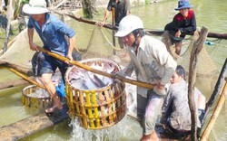 Cá tra sập bẫy thương lái Trung Quốc