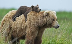 Học hỏi được gì từ cách dạy con của loài gấu