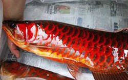 Bí ẩn loài cá thiêng có vẩy đỏ như máu người ở Biển Hồ