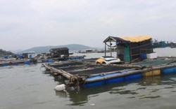 Cá chết ở Nghi Sơn: Cá thiếu ô xy vì Amonia vượt ngưỡng vài chục lần