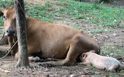 Chuyện lạ xứ Nghệ: Bò mẹ cho lợn con bú
