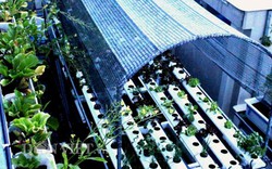 "Phát ghen" với vườn rau sạch trăm triệu trên sân thượng ở TP.HCM
