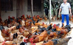 Kì công nuôi gà "3 chung", HTX vừa tăng đàn vừa bán được giá cao