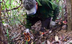 Nhóm thợ xuyên rừng sâu săn lùng nấm lim xanh