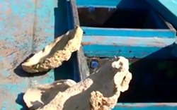 Clip: Bắt giữ 50 tấn vỏ sò tai tượng khai thác từ đảo Trường Sa