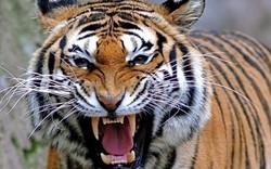 Con hổ "quỷ dữ" giết 430 người, khủng khiếp nhất châu Á