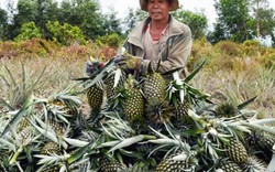 Vựa trái cây miền Tây  liêu xiêu vì trái cây Thái Lan
