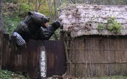 Gấu "tử thần" cao 2,7m ăn thịt người gây kinh hoàng ở Nhật
