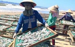 Mùa hàng tấn cá hấp phơi mình trong nắng hè nơi cửa biển miền Trung