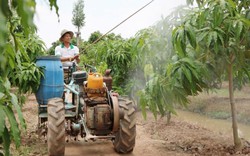 Lão nông chinh phục cây “nắng không ưa, mưa không chịu” thu tiền tỷ