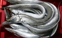 Phú Yên: Ngư dân liên tiếp trúng mẻ lớn cá hố, cá ồ