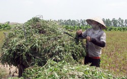 Bí quyết làm tinh dầu húng quế "made in" nông dân làng đảo Vân Nghệ