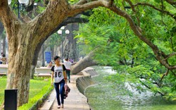 Chủ tịch UBND Hà Nội: Không có chuyện thay cây xanh ở Hồ Gươm