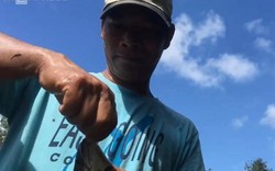 Móc mồi dế câu cá lóc trong rừng U Minh