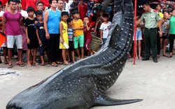 Cá mập voi 450kg dạt bờ, được xe cẩu đưa về bảo tàng TQ
