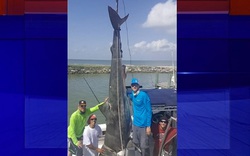 Mỹ: Câu được cá mập hổ khổng lồ, suýt lật thuyền