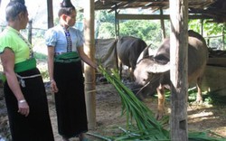 Tăng ưu đãi vay vốn Ngân hàng CSXH  với hộ nghèo vùng dân tộc thiểu số