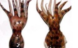 Vụ chết do bạch tuộc cắn: Cảnh báo loài bạch tuộc đốm xanh nguy hiểm