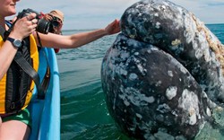 Cá voi khổng lồ liên tục lao lên đòi vuốt ve ở Mexico