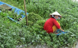 Cắm cọc treo "khơi khơi" rau dại mà cả xã chả ngại thiếu tiền tiêu