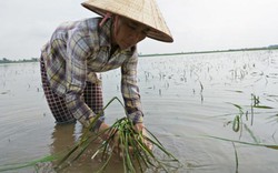 Đau xót đứng nhìn hàng trăm ha lúa "chết chìm" trong biển nước