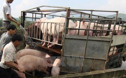 DN Trung Quốc, Hàn Quốc đặt mua hàng nghìn tấn thịt lợn Việt Nam