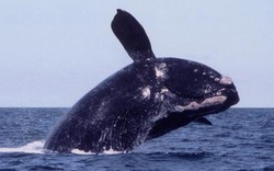 Cá voi giết ân nhân ở Canada: Phản ứng bất ngờ của Mỹ