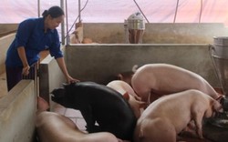 Phó Cục trưởng Cục Chăn nuôi nói gì về giá lợn tăng 45.000 đồng/kg